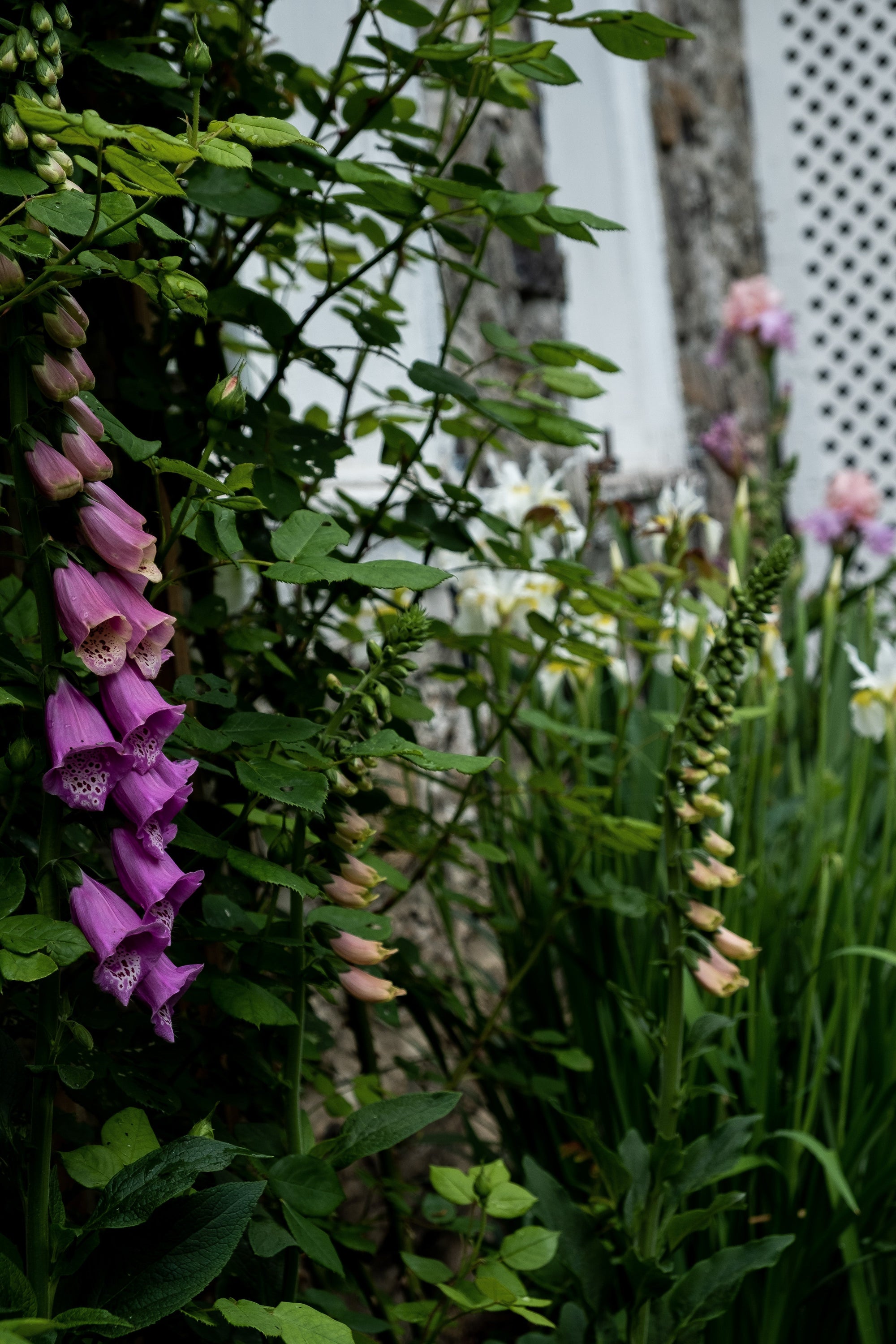From Ohio Soil to a Hudson Valley Apothecary