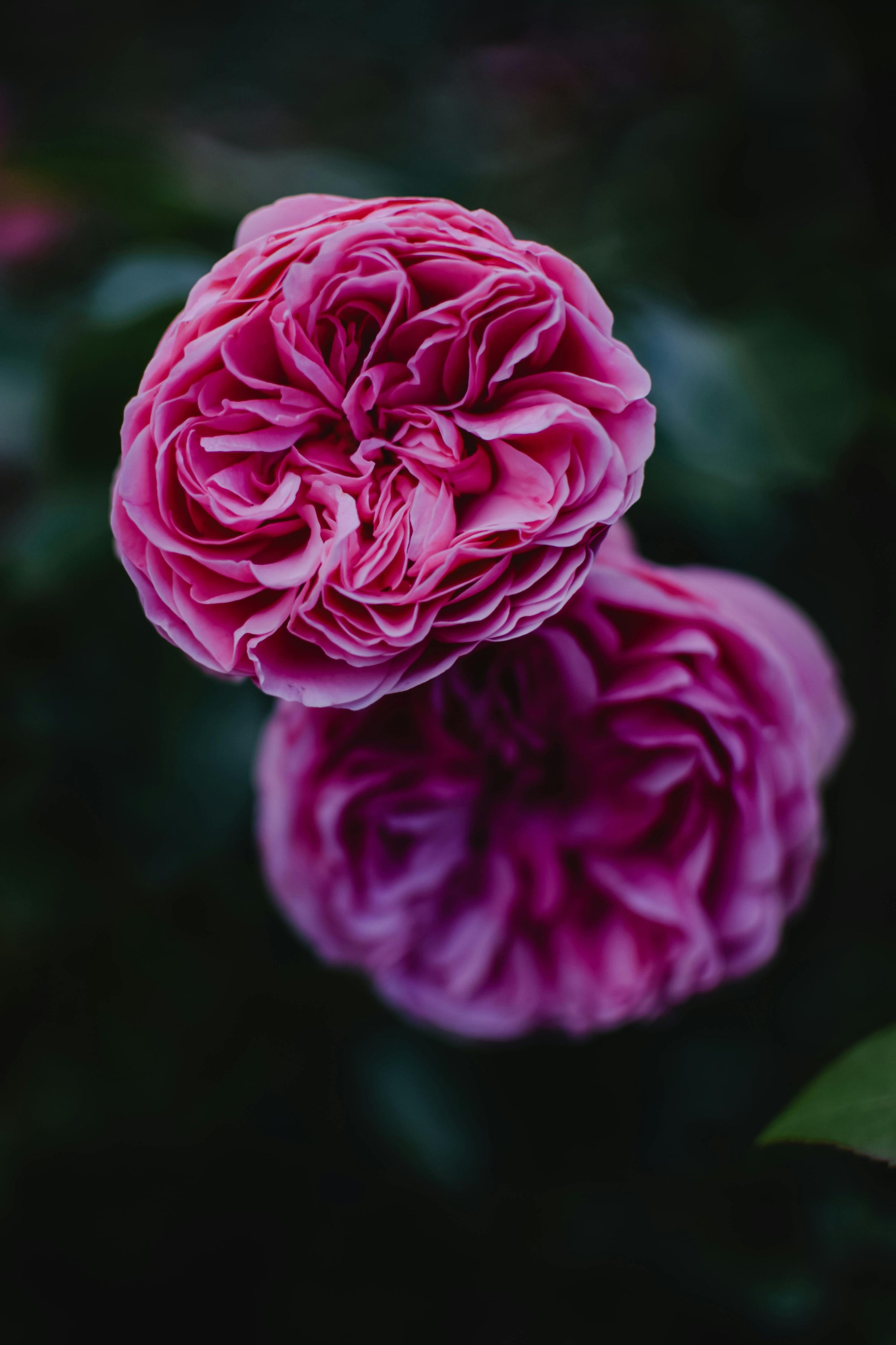 “Non-Toxic” Labels and the Complexity of Perfume Safety