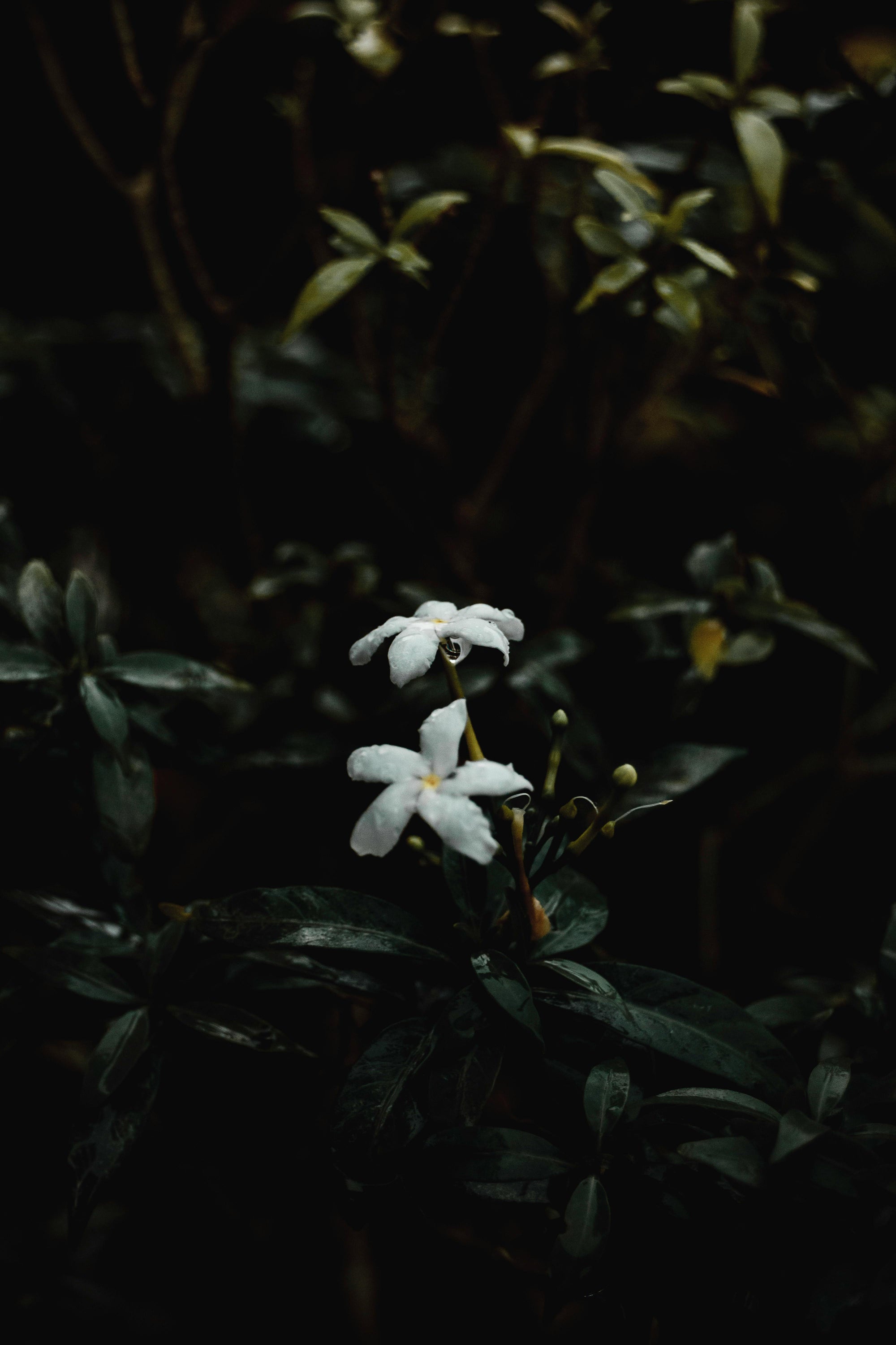 Beyond Natural vs. Synthetic: Rethinking Safe, Sustainable Fragrance