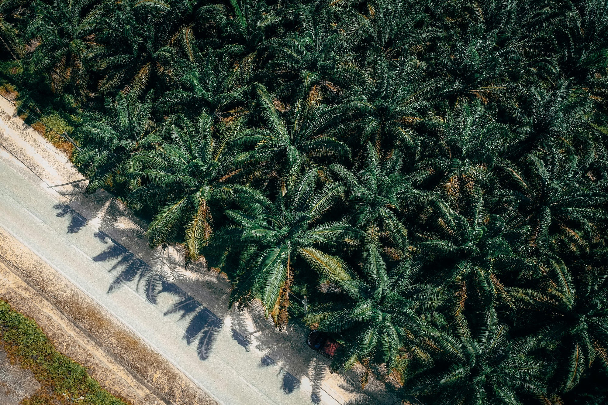 Palm Oil & Cosmetics: Natural Ingredients & Their Challenges